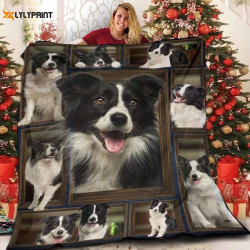 Border Collie Border Collie